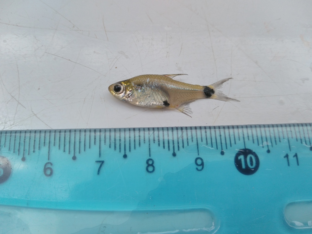 Hemigrammus mahnerti