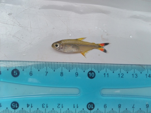 Bonita tetra (Moenkhausia bonita) — Characidae