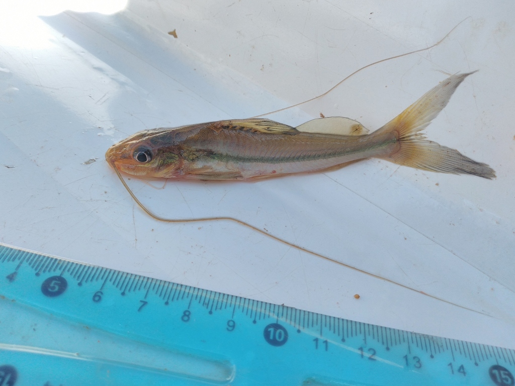 Sierlijke antennemeerval (Pimelodella gracilis) — Heptapteridae
