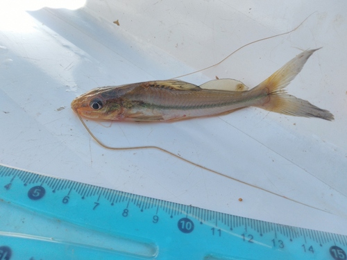 Graceful pimelodella (Pimelodella gracilis) — Heptapteridae
