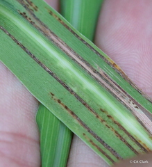 Puccinia nakanishikii