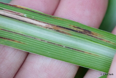 Puccinia nakanishikii