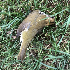 Seiurus aurocapilla