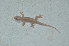 Hemidactylus platycephalus