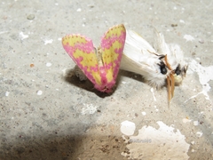 Psectrotarsia euposis