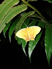 Thinopteryx crocoptera