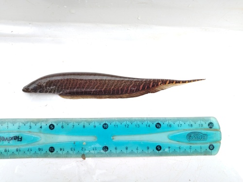 Paraguay banded knifefish (Gymnotus paraguensis) — Gymnotidae