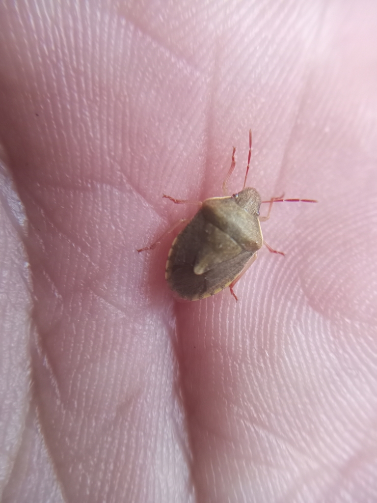 Peribalus inclusus