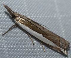 Crambus quinquareatus