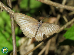 Mestra hersilia