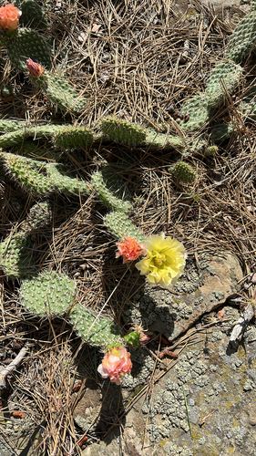 iNaturalist observation 2025-07-01