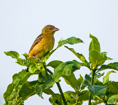 Ploceus castaneofuscus