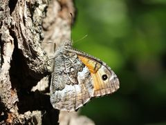 Hipparchia volgensis