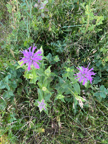 iNaturalist observation 2025-07-01