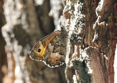 Hipparchia volgensis