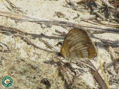 Mestra hersilia