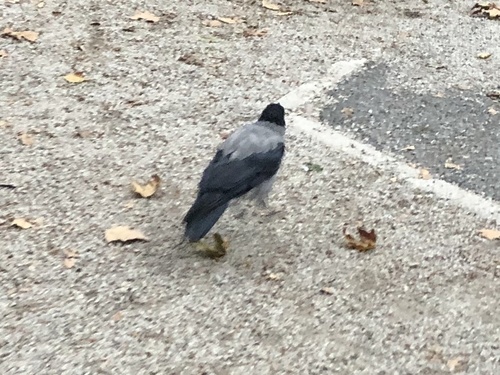 Siva vrana (Corvus cornix)