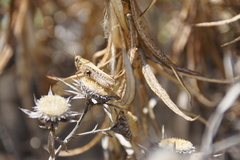 Calliptamus plebeius