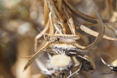 Calliptamus plebeius