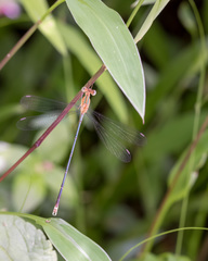 Lestes elatus