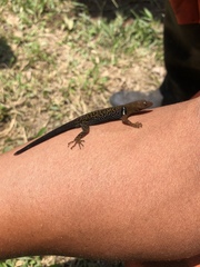 Gonatodes concinnatus