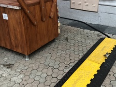 Passer domesticus
