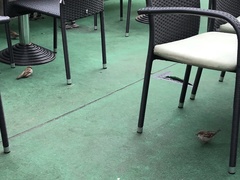 Passer domesticus