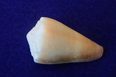 Conus lividus