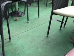 Passer domesticus