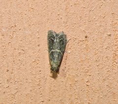Lepidoptera