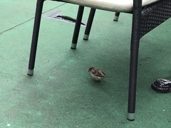 Passer domesticus