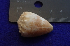 Conus miliaris