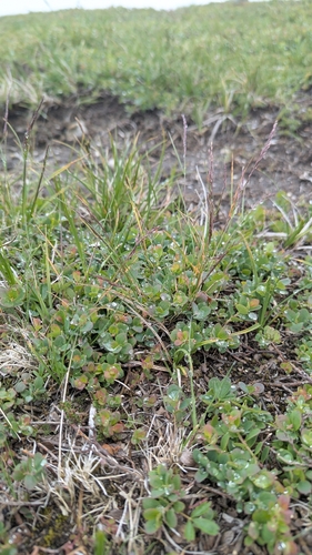 Agrostis mertensii iNat (3)