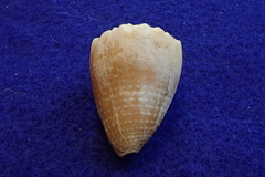 Conus miliaris