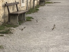 Passer domesticus