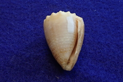 Conus miliaris