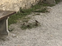 Passer domesticus