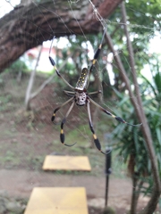 Trichonephila clavipes