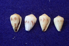 Conus sponsalis