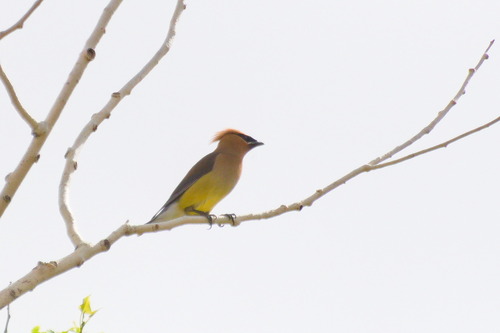 Cedar Waxwing photographed in New Mexico