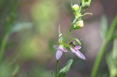 Teucrium bicolor