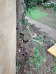 Trichonephila clavipes