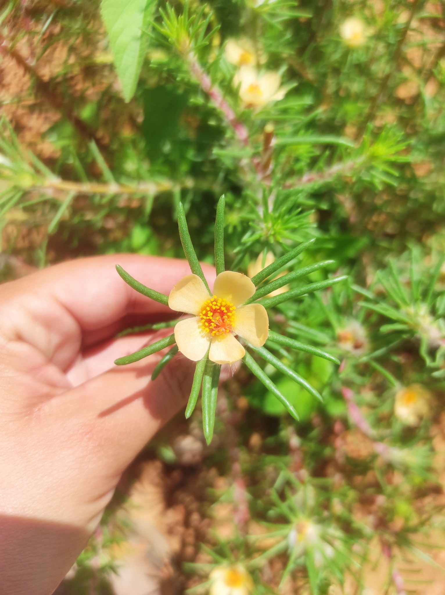 Portulaca elatior