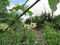Funastrum pannosum