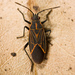 Western Boxelder Bug - Photo (c) Ken-ichi Ueda, some rights reserved (CC BY-NC-SA)