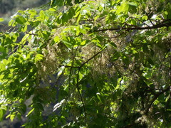 Ulmus mexicana