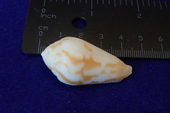 Conus tenuistriatus