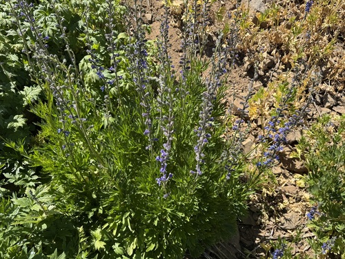 Kittitas larkspur (Delphinium multiplex)
