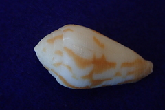 Conus tenuistriatus