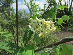 Funastrum pannosum
